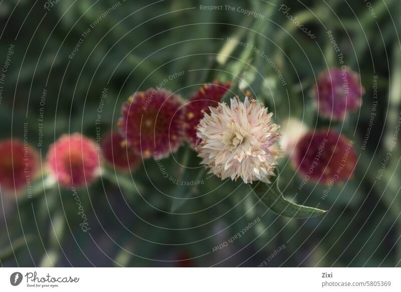 Single white flower with several red flowers in the background Nature single different flora blossom floral plant