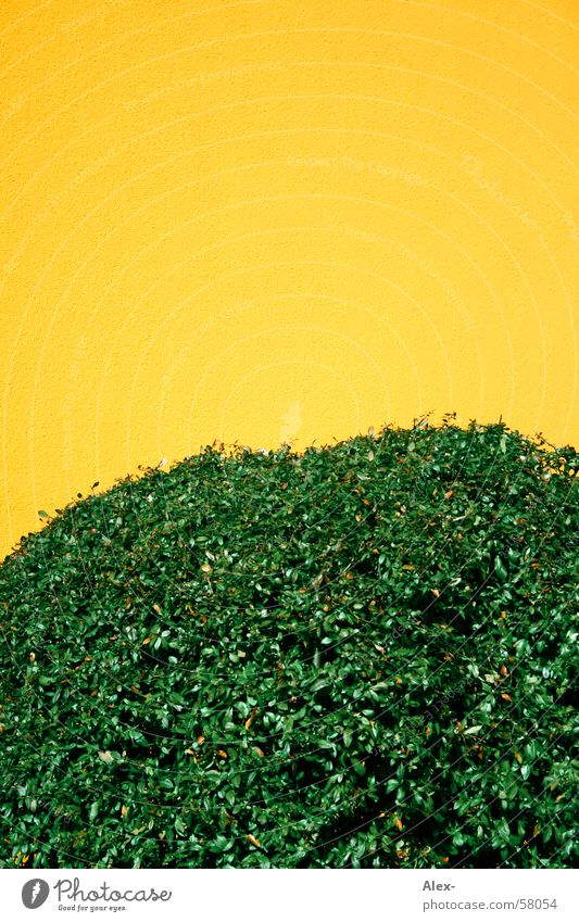 bush Bushes Yellow Green Hedge Leaf Plaster Wall (building) Flat (apartment) Branch Nature