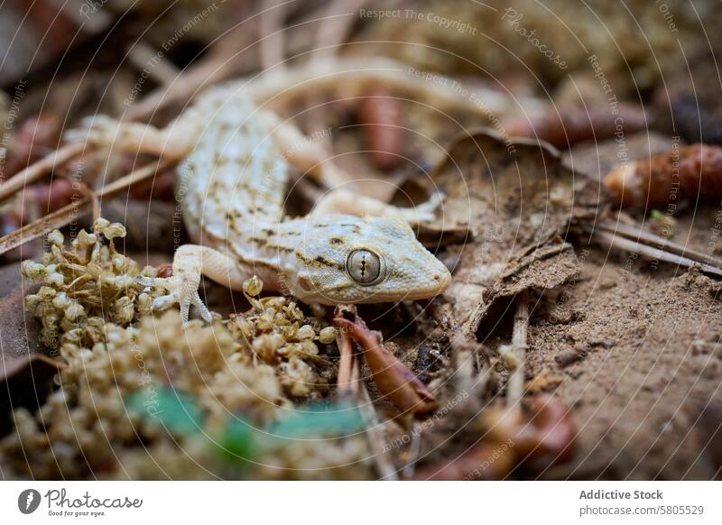 Close-up of a Tarentola mauritanica in natural habitat gecko tarentola mauritanica reptile camouflage close-up nature wildlife dry leaves twigs animal