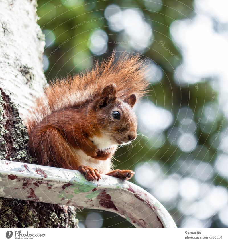 Sitting Squirrel Nature Animal Summer Beautiful weather Tree Forest Wild animal 1 Cute Brown Green Serene Relaxation Contentment Blur Ladder Colour photo