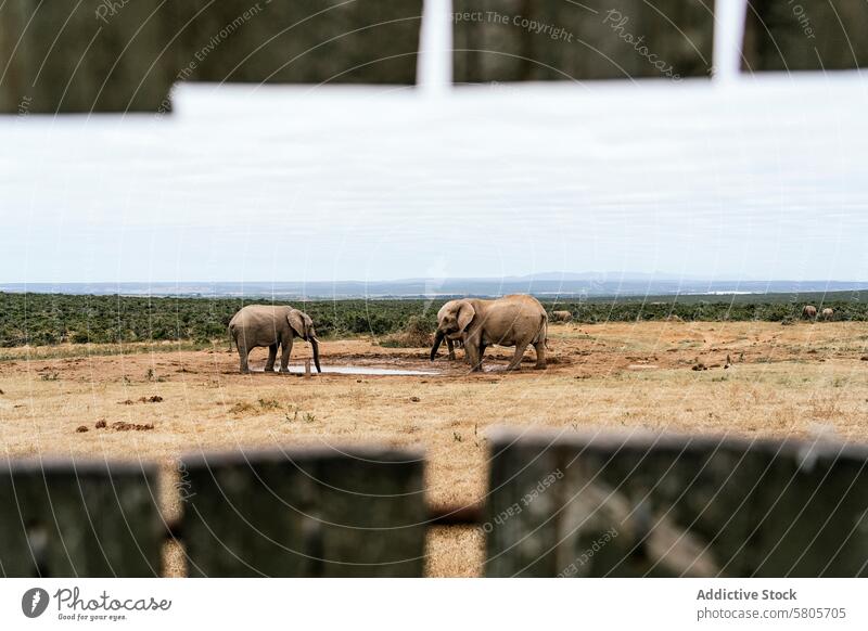 Elephants at a waterhole in the African savanna african elephant wooden frame landscape horizon nature wildlife addo elephant national park south africa