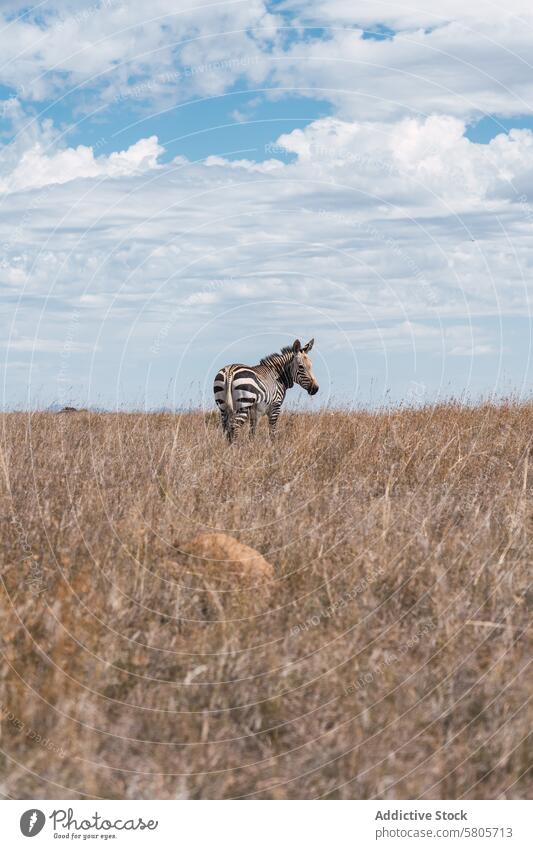 Zebra Grazing in Dry Grasslands Under Cloudy Sky zebra grassland sky cloud wildlife nature africa savanna animal mammal stripe ecosystem dry field graze