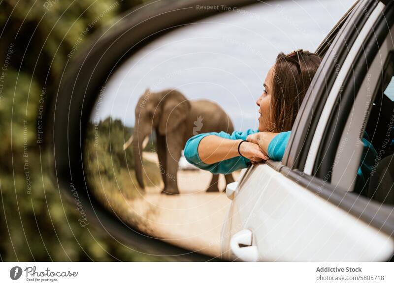 Safari encounter with a wild elephant in Africa safari tourist female africa car side-mirror watching adventure wildlife travel tourism nature outdoor animal