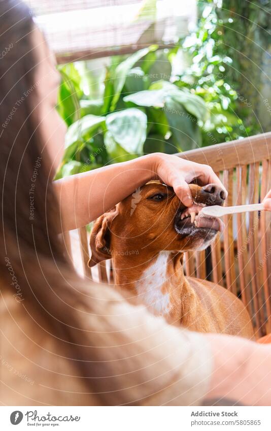 Caring Owner Giving Dog Oral Medication at Home pet owner medicine oral administration dog care home vizsla mix animal healthcare treatment indoor domestic