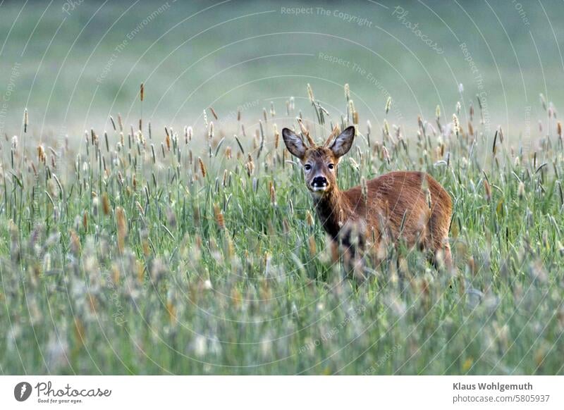 A sad-looking roebuck in a meadow reindeer buck Roe deer horns antlers Wild animal Meadow Mammal Nature Buck Animal Green Exterior shot animal world wildlife