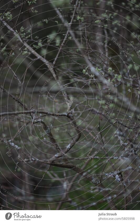 Spring is coming woods leaves Plant Rhön Wood Branches and twigs