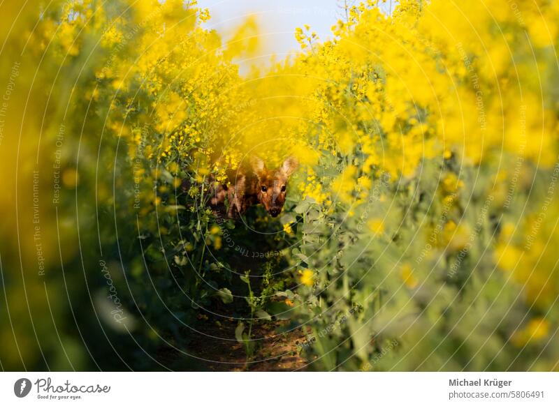 Curious roe deer in oilseed rape (Capreolus capreolus) Agriculture Animal Blooming botanical capreolus capreolus capreolus preservation Curiosity inquisitorial