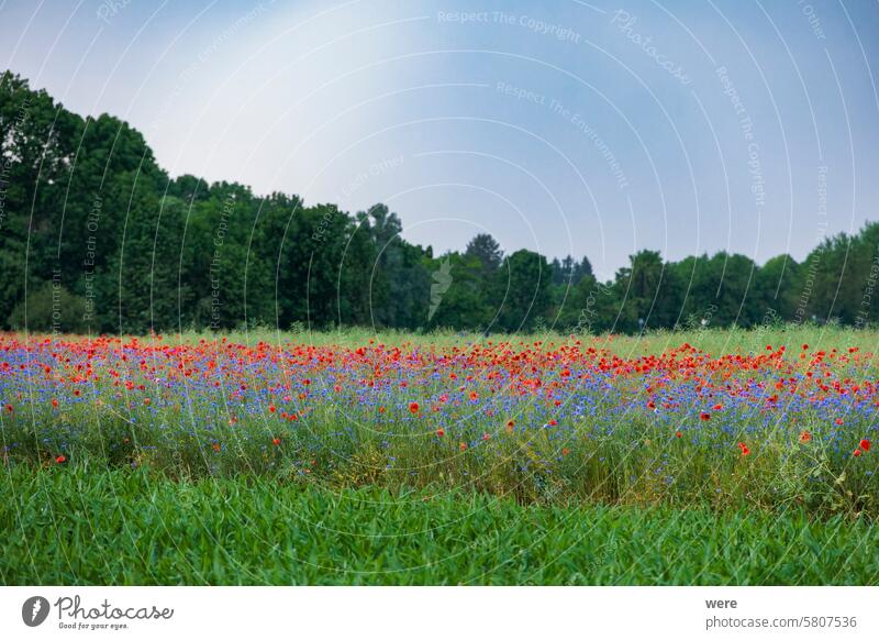 A dirt road leads past colorful flower meadows with poppies and cornflowers to a forest on the horizon while dark storm clouds gather in the sky Blossoms