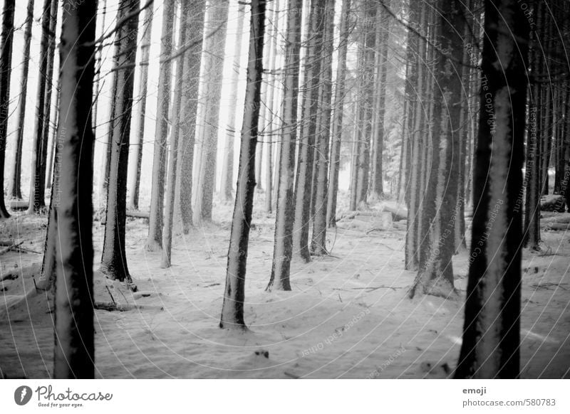 white on black Environment Nature Landscape Winter Bad weather Snow Tree Forest Threat Dark Creepy Cold Black White Black & white photo Exterior shot Deserted