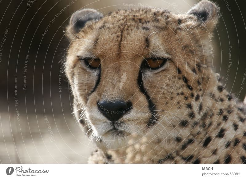 tired Cheetah Polka dot Cat Animal Big cat Close-up Wild animal Looking