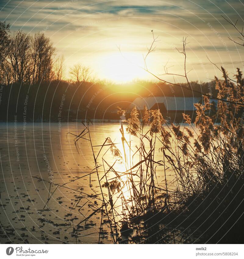 ice surface Evening Frozen surface Winter Lake Pond frozen Exterior shot Environment Light Calm wide Back-light plant world daylight Sun Horizon Glittering out