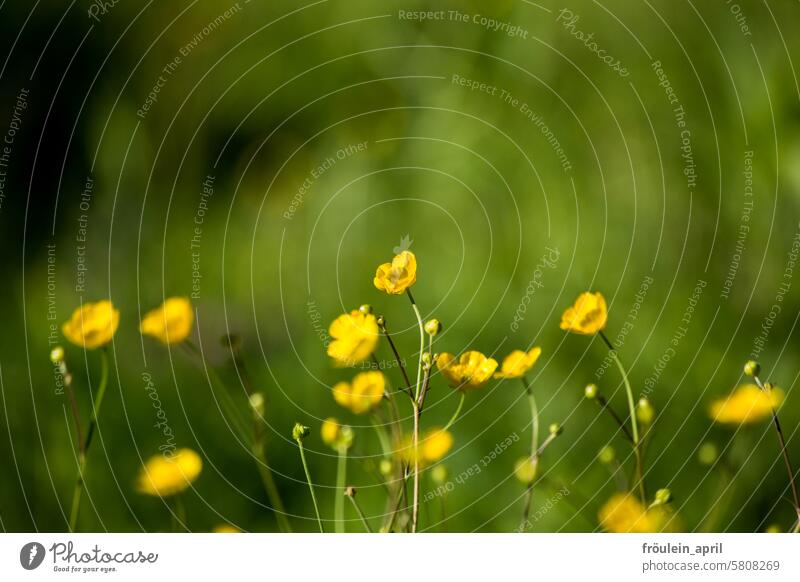 Marsh marsh marigold dots | blooming marsh marigolds and green meadow Marsh marigold buttercup Yellow Flower Plant Meadow Nature Colour photo Green Spring