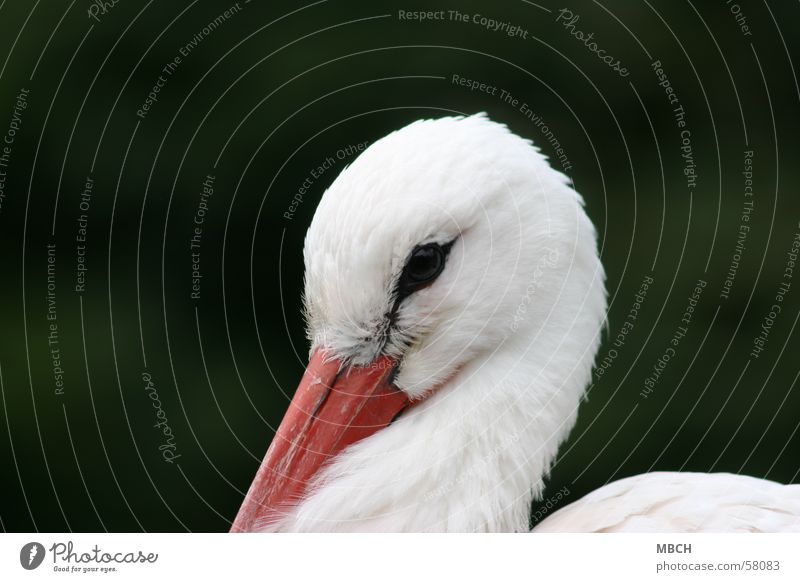 shy Stork Beak White Animal Close-up Looking Eyes