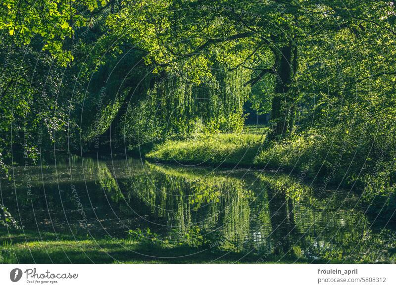 A blessing in the morning | green parkland by a body of water Park Green Nature Garden Meadow Exterior shot Spring trees Trees in the lake Outdoors Landscape