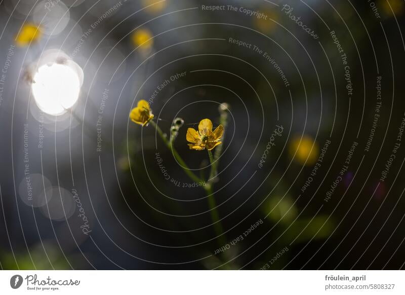 Marsh yolk with a point of light Marsh Marigold buttercup Flower Nature Yellow Blossom Plant Blossoming Spring flowers Shallow depth of field