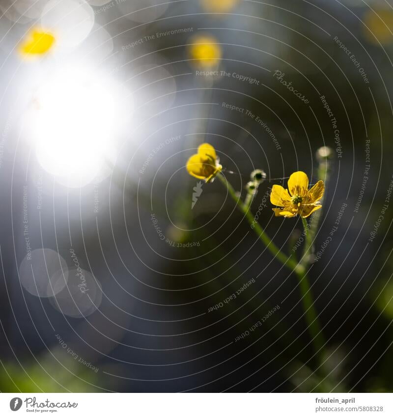 Light in the dark Spring buttercups Nature Yellow Flower Meadow Blossom Plant Blossoming Shallow depth of field