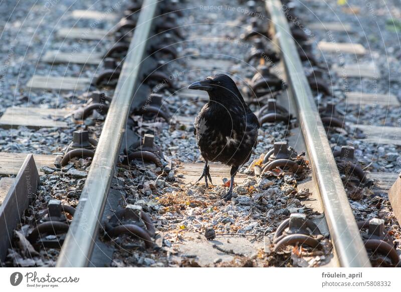 Border crosser | Crow walks on the track bed of a narrow-gauge railroad Raven birds raven Raven Bird Common Raven Animal Black Exterior shot Railroad tracks
