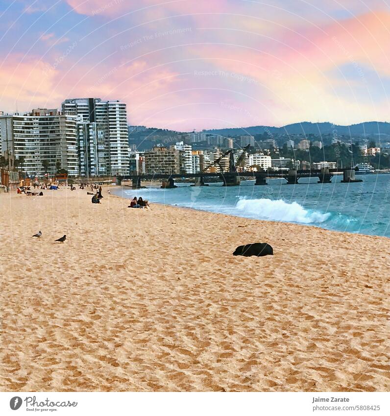 A nice day to walk on the beach land sea water blue sunset building viña del mar chile landscape animal