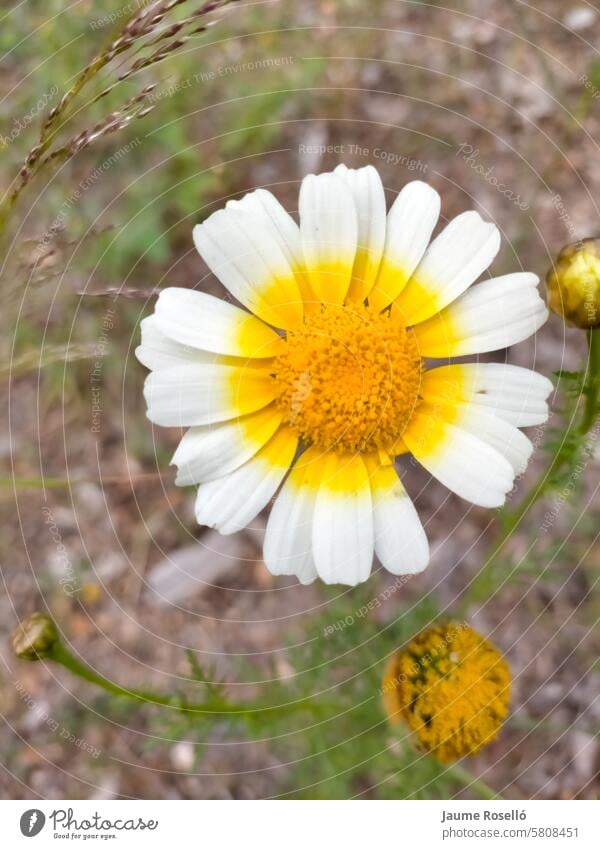 Flor La Coronaria, Edible Chrysanthemum (Chrysanthemum coronarium) in the foreground with blurred background Photography no people color picture Blooming