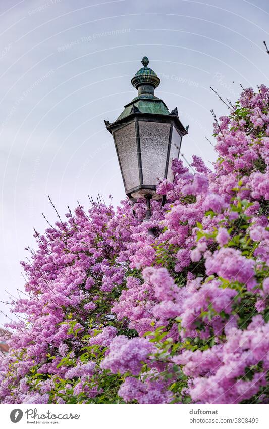 Lantern in the lilac bush Lilac Spring Nature Blossom Violet naturally purple Fragrance lilac blossom Shallow depth of field Blossoming Spring fever Garden
