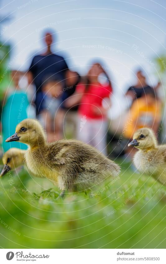 little goslings stand in front of enthusiastic children Exterior shot Nature Animal Wild animal Animal portrait soft young young animal Baby animal Cute Small
