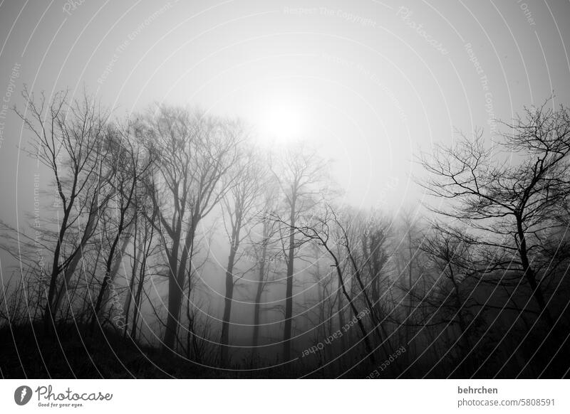 exciting | hidden Mysterious pretty Forest Bushes Tree Nature Plant Seasons silent Tree trunk Fog Shadow trees Dark Bright Sadness Black & white photo