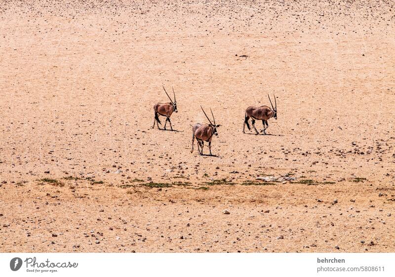 animal stories Oryx antelope Desert Africa Free Wild Sand Far-off places Namibia Wanderlust Colour photo Loneliness Adventure Freedom Nature Vacation & Travel