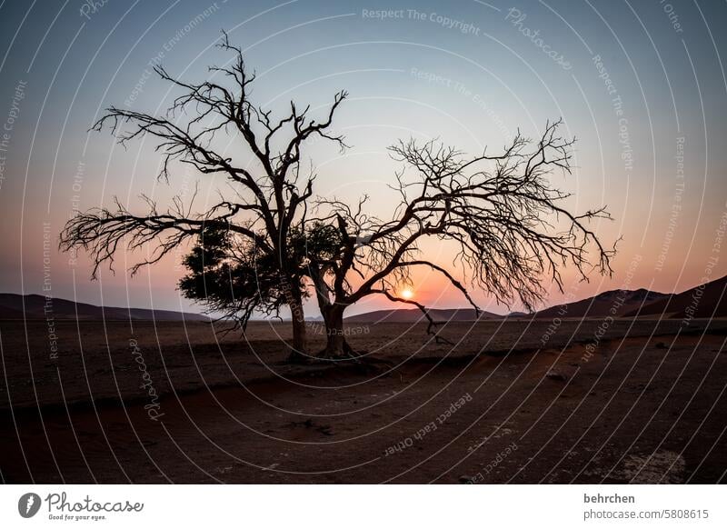 ramified Warmth Sky Acacia Tree Branches and twigs sand dune Sesriem Sunrise Dawn Far-off places Namibia especially Twilight duene dunes Vacation & Travel