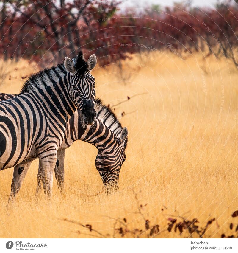 *4 1 0 0* unforgettable eye-catchers Environment Love of animals Animal protection Grass Zebra crossing Impressive Adventure especially Freedom Nature