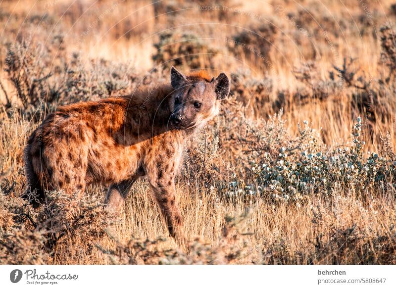 Looking back Hideous ugly five Scavenger spotted hyena Hyaena observantly Observe Animal protection Love of animals Wild animal Wilderness Exceptional Safari