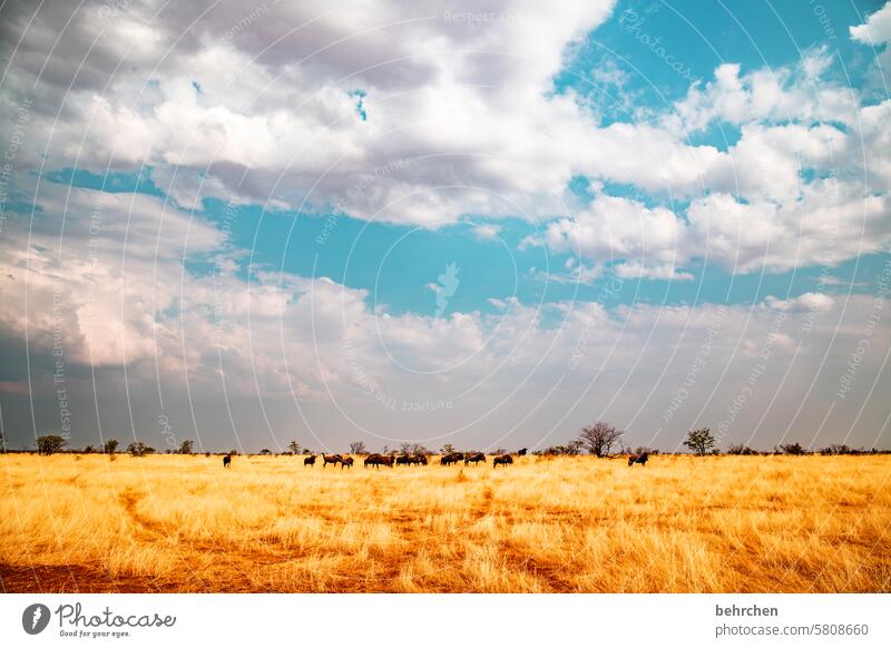 cheerful to cloudy etosha national park Etosha Etosha pan Clouds Wild animal Fantastic Exceptional Free Wilderness Animal Namibia Safari Africa wide