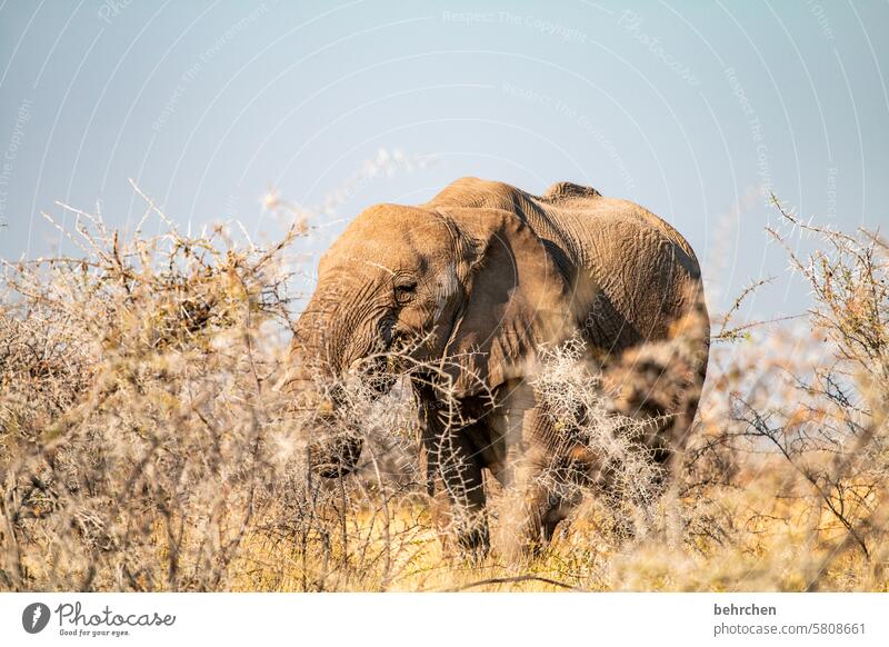 animal stories Ivory Tusk Elephant Trunk Etosha etosha national park Etosha pan Wild animal Fantastic Exceptional Wilderness Free Namibia Safari Africa Animal