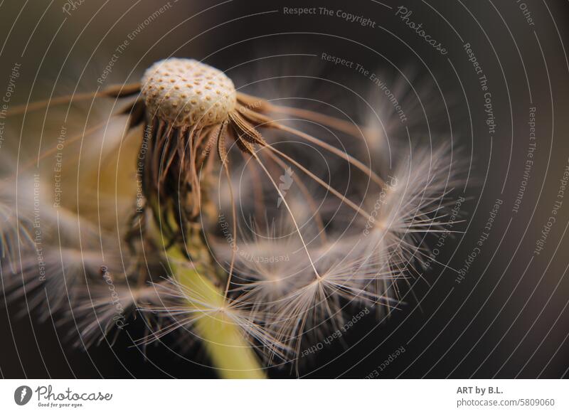 Touching Meadow Garden buttercup Dandelion macro Nature Sámen dandelion Close-up wild plant wild nature Wonders of nature Ready for the journey Flower Wait