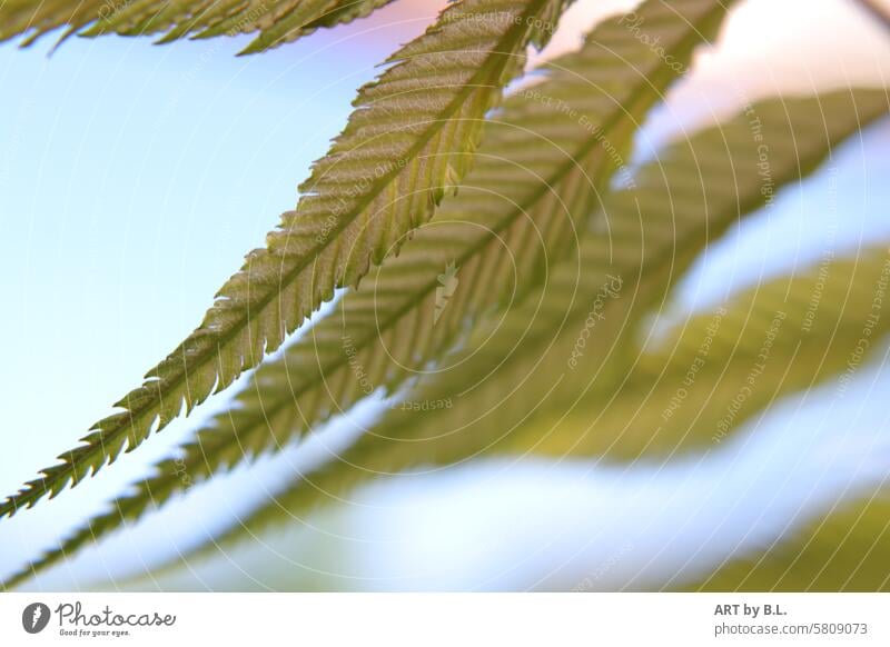 The green leaves of the feathered liana peak Long Leaf Green Nature detail sem Dwarf Sorbaria Sorbaria sorbifolia woody Feather spirea