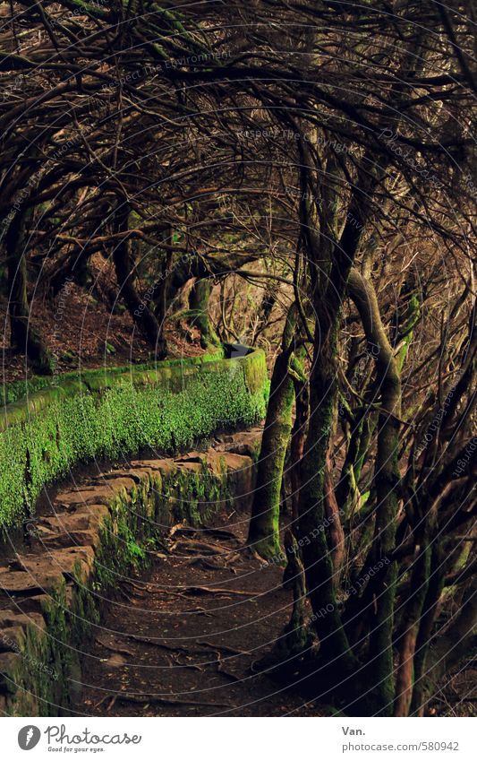 *300* Verbo(r)gene paths Nature Plant Earth Autumn Tree Moss Forest Lanes & trails Green Mystic Closed Channel Levada Colour photo Subdued colour Exterior shot