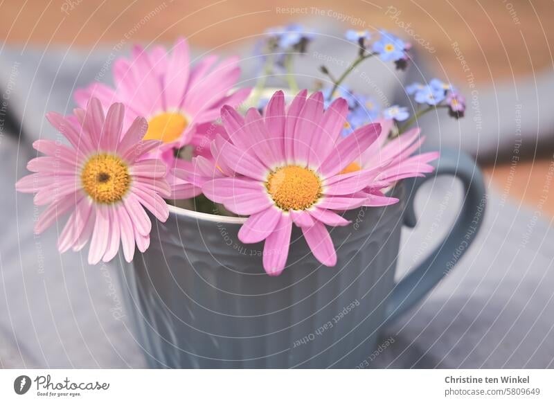 Flowers in a blue cup flowers pink daisies delicate blossoms Cup Spring just like that Blossom blooming spring flowers Forget-me-not romantic flowers