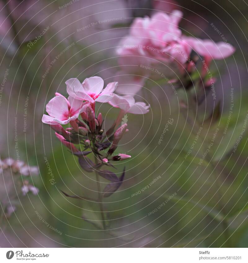 Phlox smells of summer summer scent blossom fragrances Fragrance blossoms petals Pink pink fragrant Bud Summer Blossoms fragrant flowers shrub flame flower