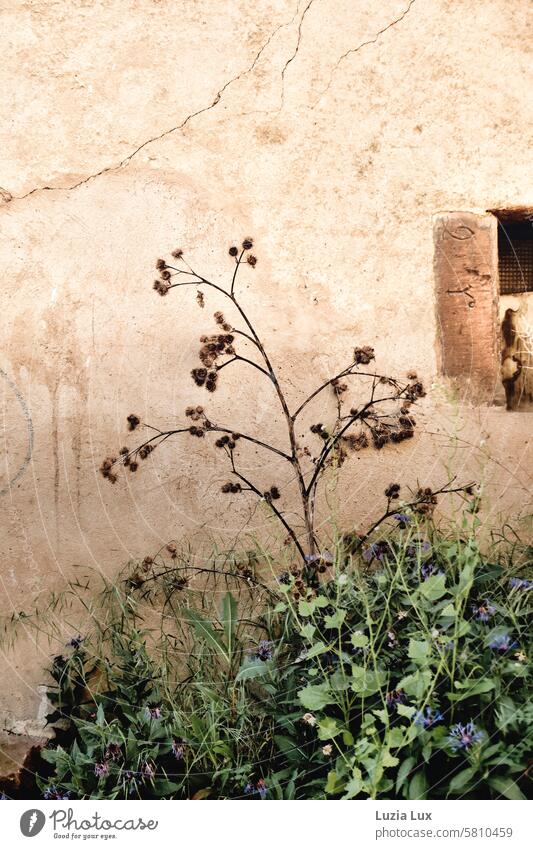 Withered thistles and new greenery on the city wall Wall (barrier) City wall Thistle Thistles Thistle blossom Thorny Blossom Green Environment urban Town