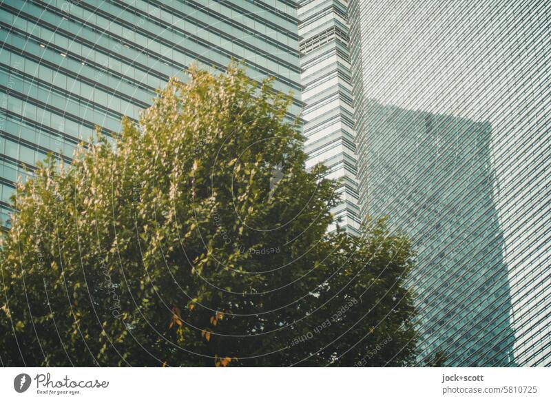 Green tree and glass façade Deciduous tree Glas facade High-rise Facade Reflection Modern architecture Building Office building urban Contrast Worm's-eye view