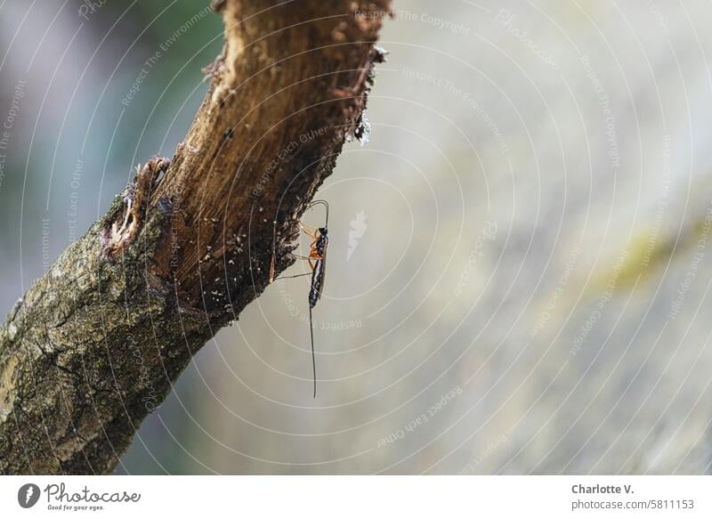 Fragile insect on a tree trunk I Snake (Tipulidae) Insect Crane fly fragile Nature Animal Delicate Exterior shot Tree trunk