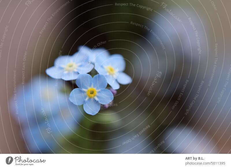 Forget-me-not Forget-me-not Flower shop Advertising garden magazine Flowerbed Garden Bed (Horticulture) flowery Delicate Nature Wonder miracle nature Noble Fine