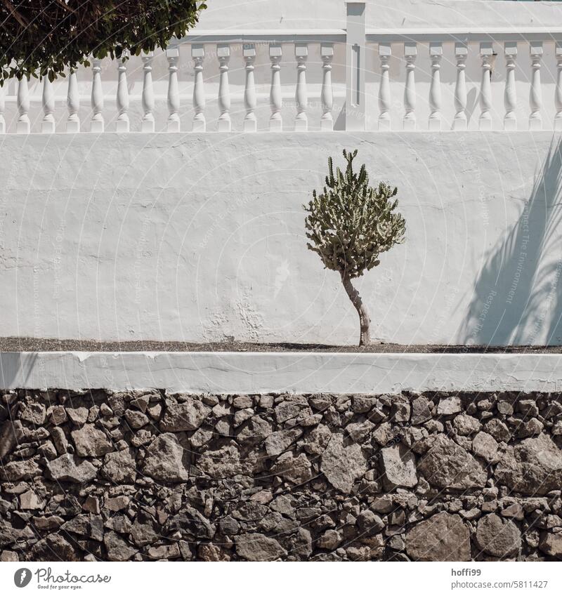 a curvy Canary Island spurge in front of a white wall and a lava stone wall on Lanzarote Euphorbia canariensis Candelabra spurge Spurge trees Euphorbiaceae