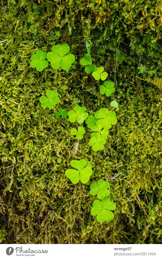 Wood sorrel and moss Sorrel Wood Sorrel Moss Forest Woodground Green 3 leafy Nature Plant Environment Exterior shot Deserted Colour photo Detail Oxalis Close-up