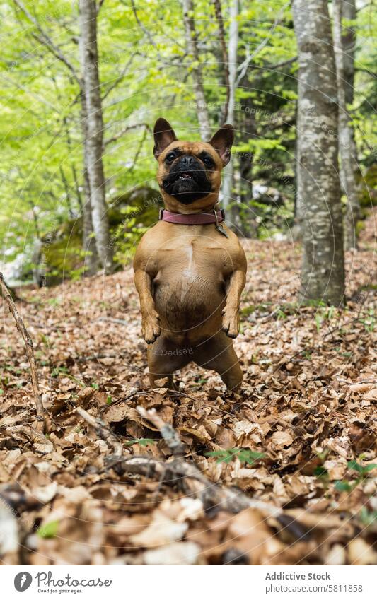 Cute French Bulldog standing on hind legs in forest french bulldog funny cute animal pet pyrenees mammal canine puppy friend domestic curious breed adorable