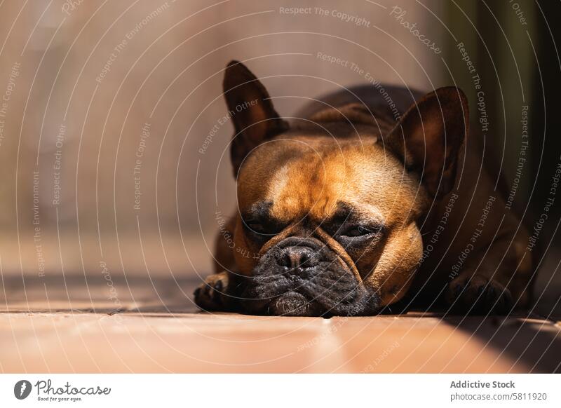 French Bulldog relaxing on terrace of house french bulldog adorable cute animal veranda su