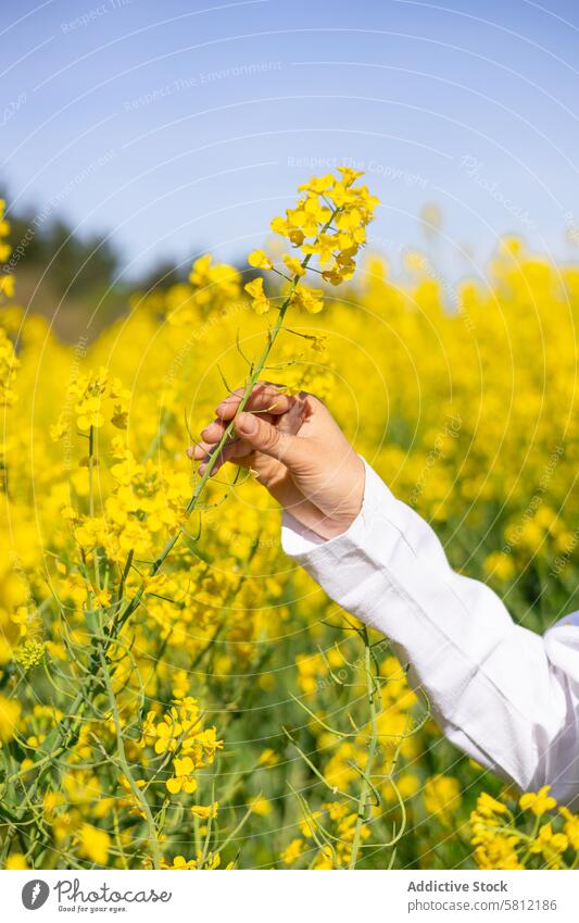 Flowering rapeseed crop protection and plant health agriculture agronomist analyzing bio biology biotechnology botany brassica napus close up control cultivated