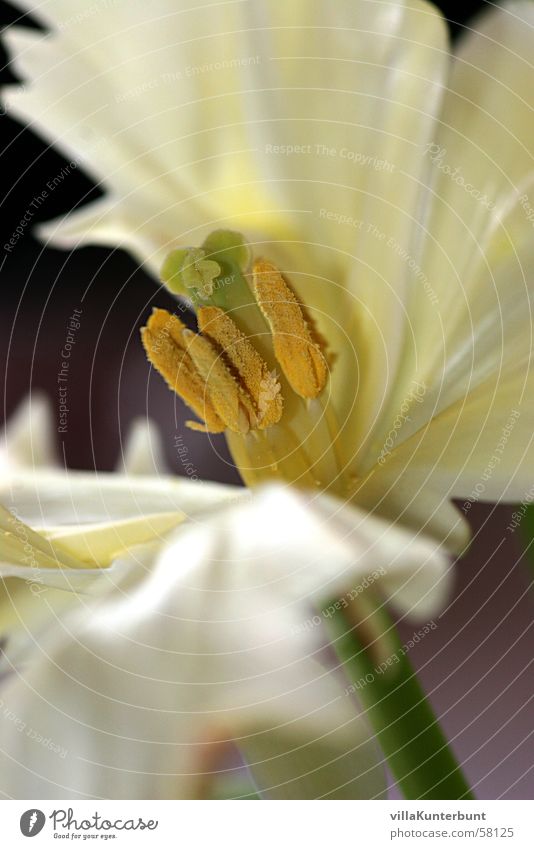 silky stamp carrier Flower Nature Pistil Pollen Blossom leave