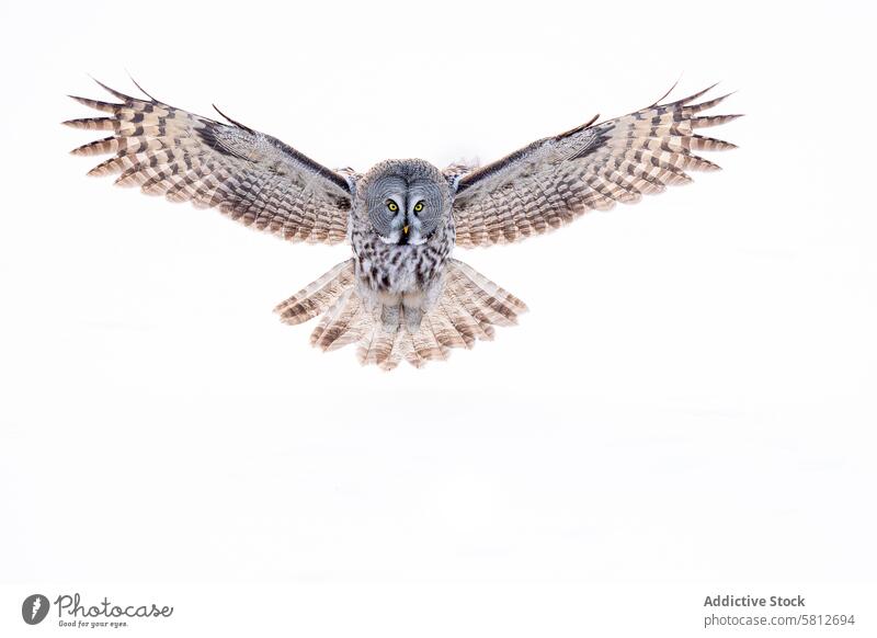 Great grey owl in flight against white background great grey owl bird mid-air wings feathers wildlife nature predator raptor birdwatching isolated animal beak