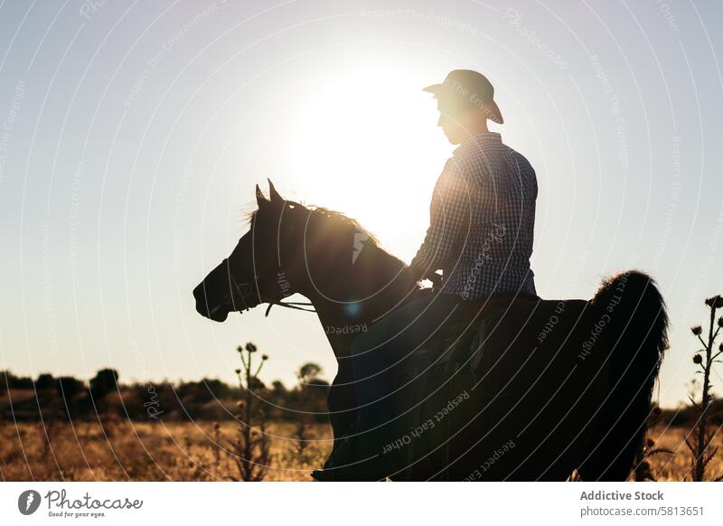 Man in hat riding a horse in the countryside at sunset nature man young animal ranch cowboy person equine beautiful equestrian pet field evening stallion care