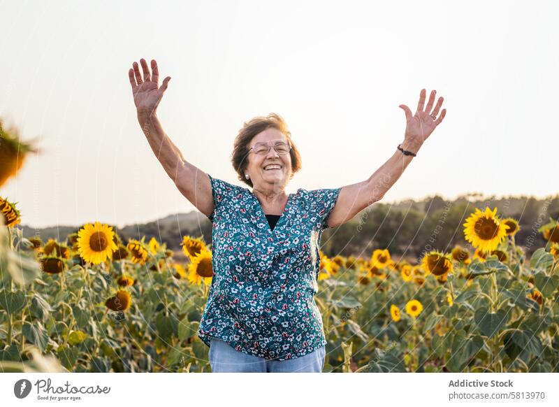 Elderly woman in a field of sunflowers elderly nature people summer agriculture outdoor yellow senior happy landscape background sunny countryside portrait